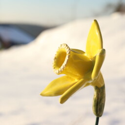 Květina - žlutý narcis