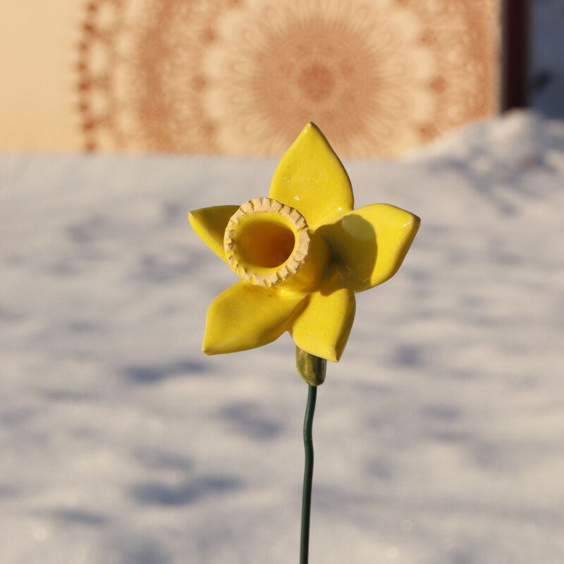 Květina - žlutý narcis