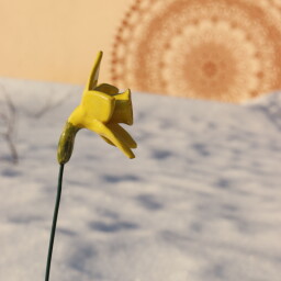 Květina - žlutý narcis