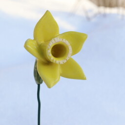 Květina - žlutý narcis