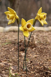 Květina - žlutý narcis