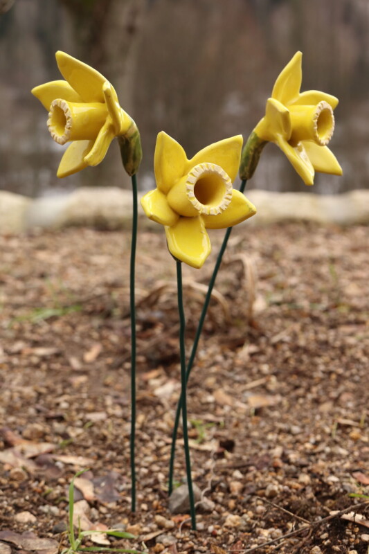 Květina - žlutý narcis