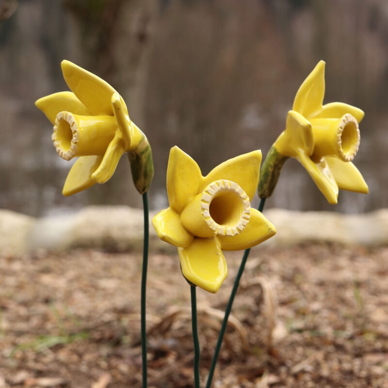 Květina - žlutý narcis