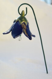 Květina - modrý zvonek